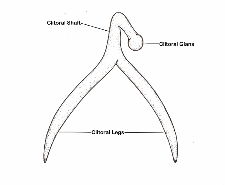 In this diagram from "Becoming Cliterate," you can see the wishbone shape of the clitoral legs. 