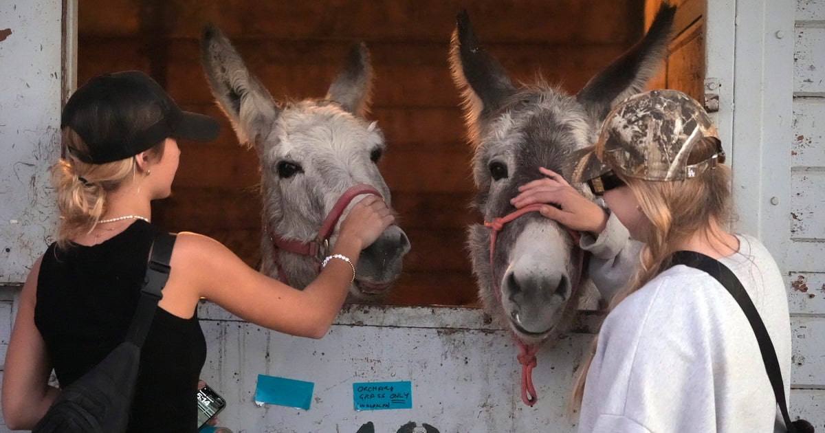 NextImg:Californians Scrambled To Evacuate Dogs, Cats, Horses, Pigs As LA Flames Closed In
