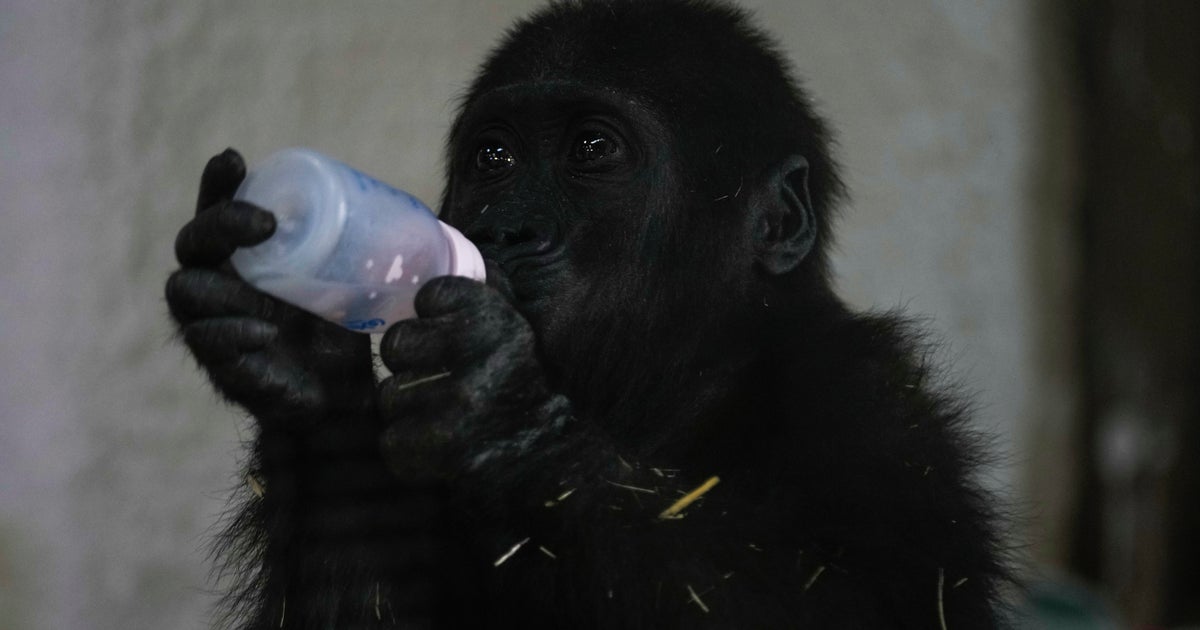 Young Gorilla Rescued From Box In Airplane's Cargo Hold