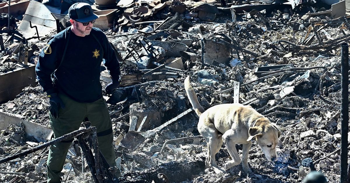 Man Who Lost Home In Wildfires Absolutely Elated As He Reunites With Missing Dog