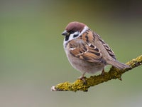 スズメ　レジンヘアゴム　可愛いスズメ スズメ レジンヘアゴム 可愛いスズメ