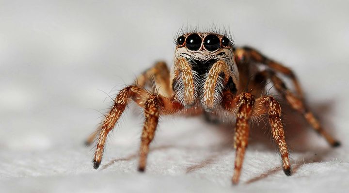 Black and orange spider.