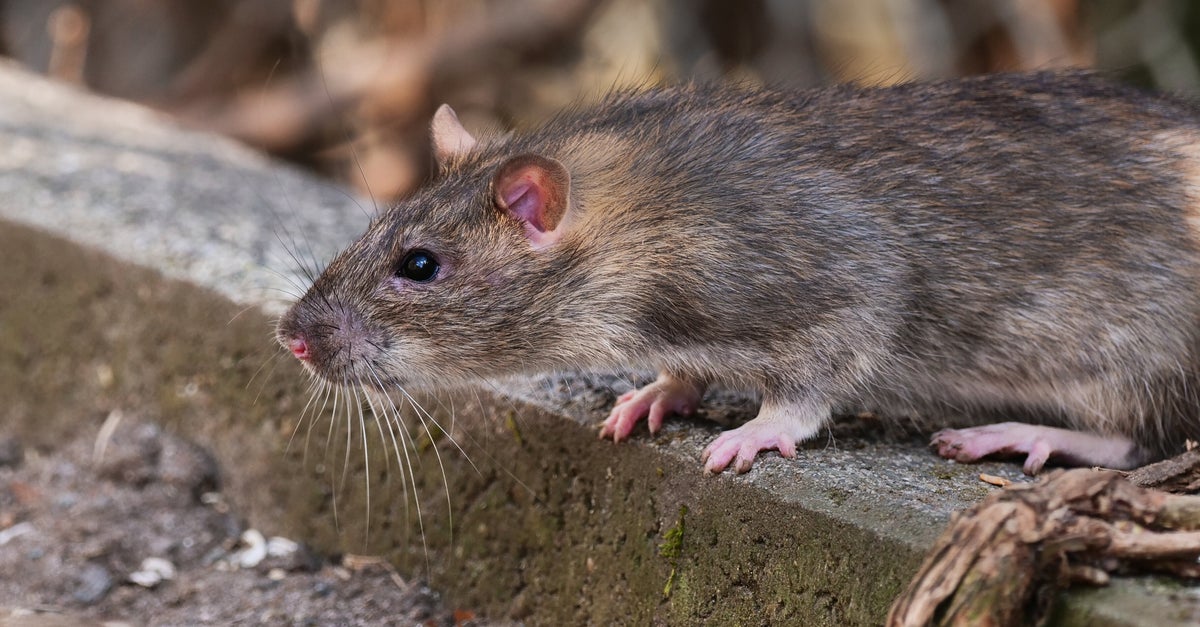 'Drug-Addicted Rats' Invade Texas Evidence Room | HuffPost Latest News