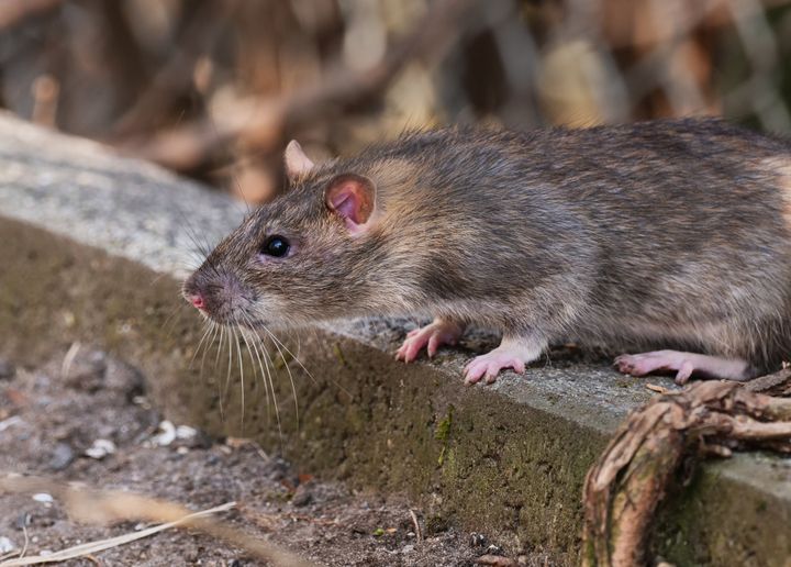  “Rodents, bugs, fungus, all kinds of things love drugs,” forensic expert Peter Stout told reporters.