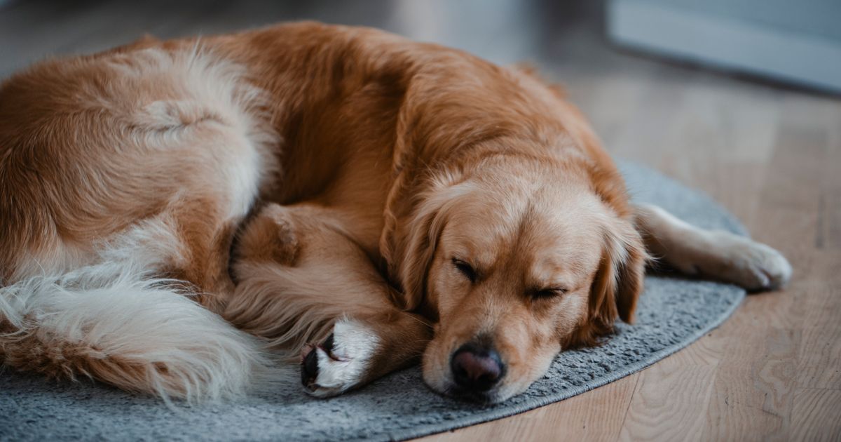 Vets Say This Seemingly Harmless Way You Show Your Dog Affection Is Actually Pissing Them Off