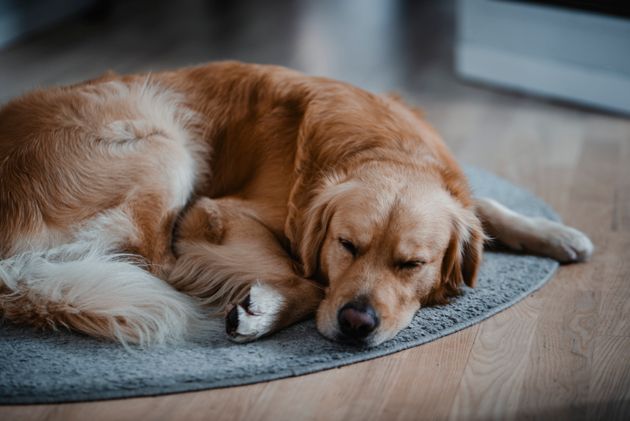 Dogs can look so cute when they're resting or sleeping, it's hard to resist petting them.