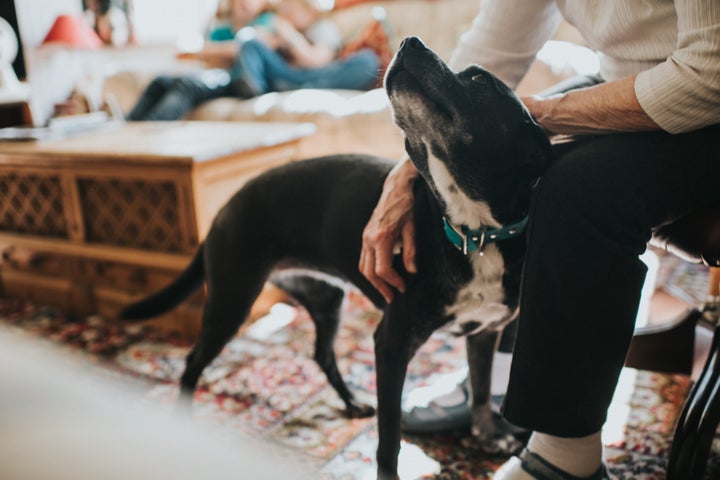 There are surefire ways you can approach and pet a dog that's comfortable for both you and them.