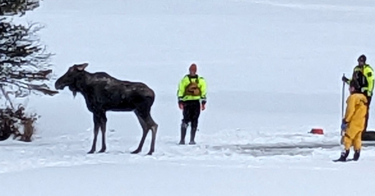 NextImg:Moose Rescued After Falling Through Ice In New York: No 'Training Manual' For This