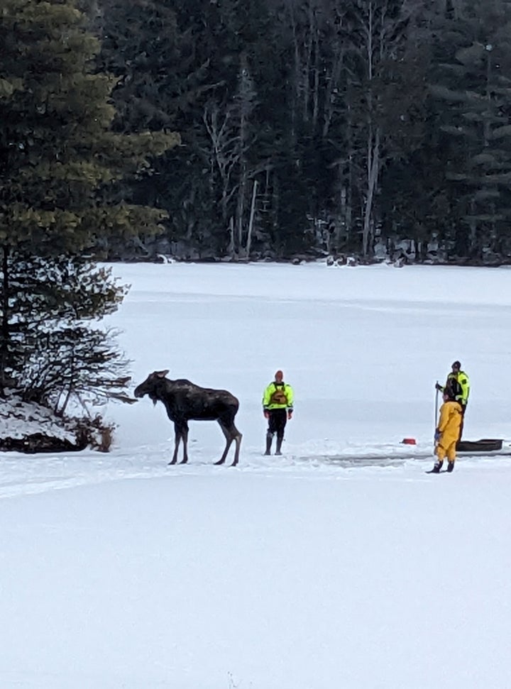 In this photo handout provided by New York State's Department of Environmental Conservation, a rescued moose emerges from icy waters with the aid of forest rangers and police officers on Lake Abanakee in Indian Lake, Hamilton County, Thursday, Jan. 16, 2025. (New York State's Department of Environmental Conservation photo via AP)