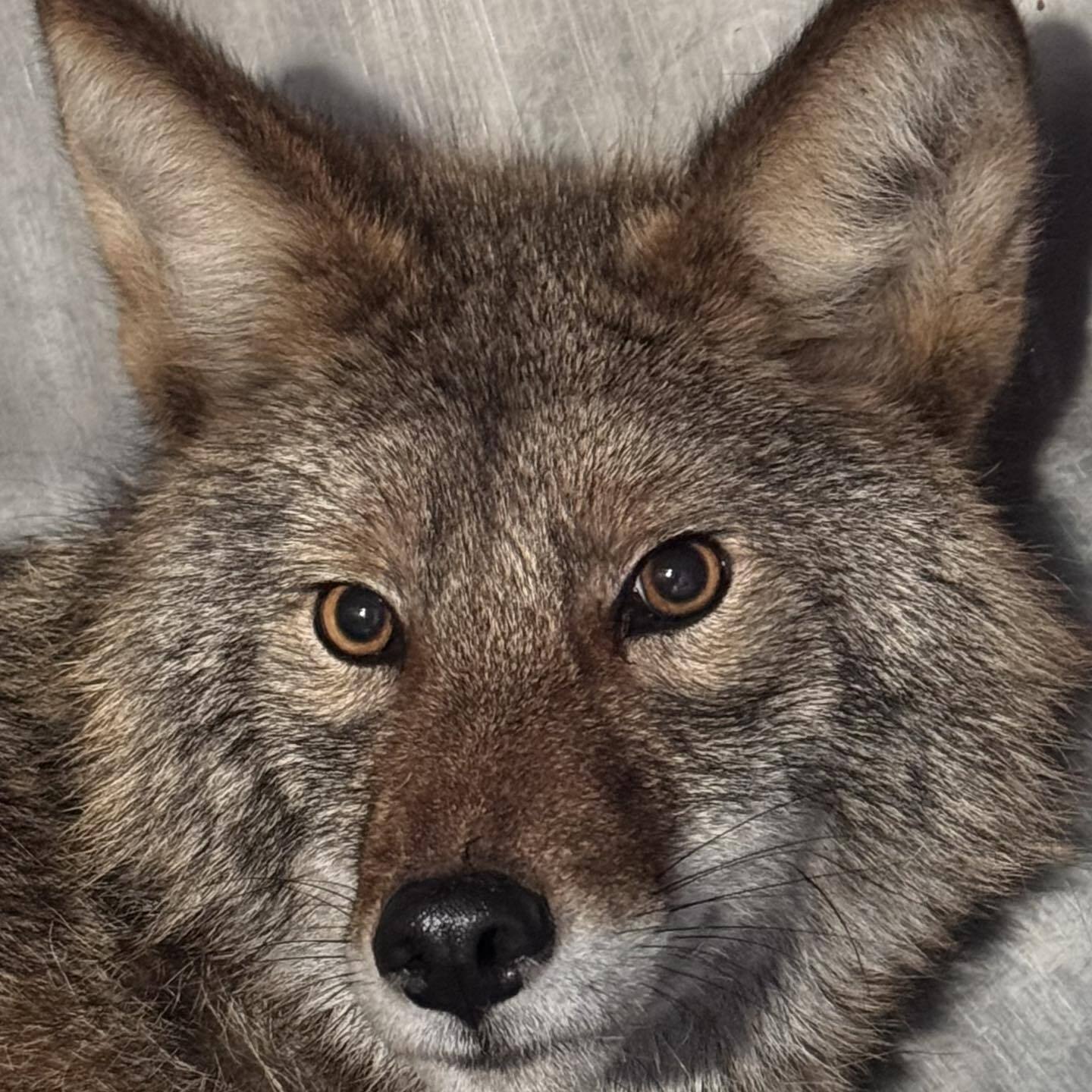 Coyote Pulled From Aldi Cold Food Section Is ‘In Great Shape,’ Slated For Release To Wild