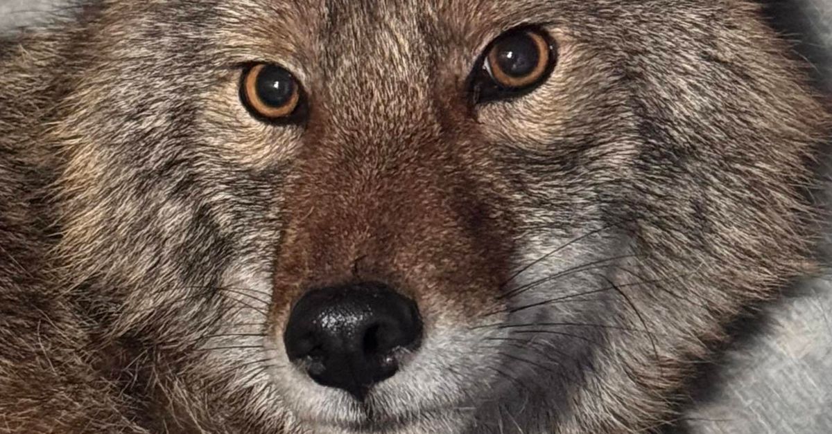 Coyote Pulled From Aldi Cold Food Section Is 'In Great Shape,' Slated For Release To Wild