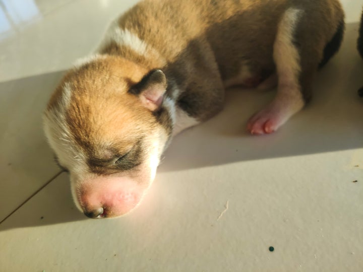 イメージ画像（記事中の犬とは関係がありません）