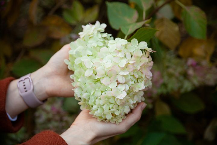 A gardening pro has advised against trimming certain plants right now.