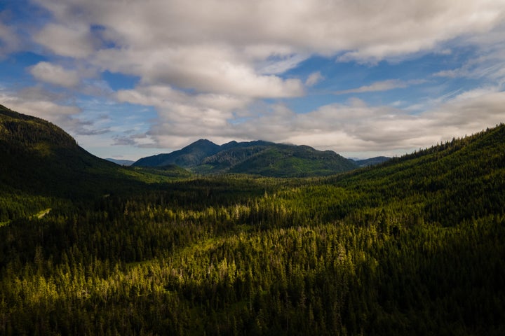 The Tongass National Forest on Prince of Wales Island, Alaska, in July 2021.