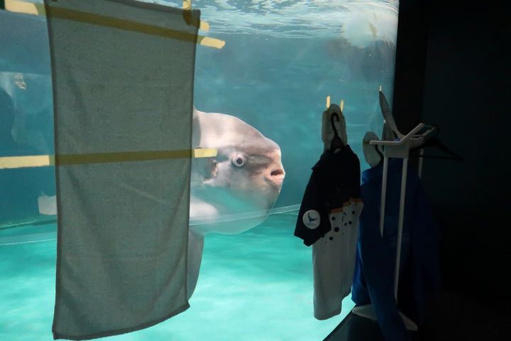 In this photo released by Shimonoseki Marine Science Museum "Kaikyokan," a sunfish swims near cardboard cutouts of people in uniforms at Kaikyukan in Shimonoseki, Yamaguchi prefecture, southern Japan Tuesday, Jan. 21, 2025.