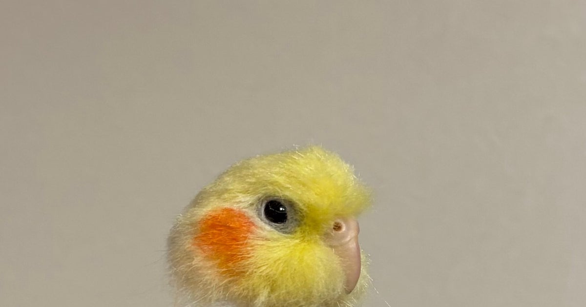 羊毛フェルトで制作中のインコを撮影したら⇒リアルすぎて「ギョッ 