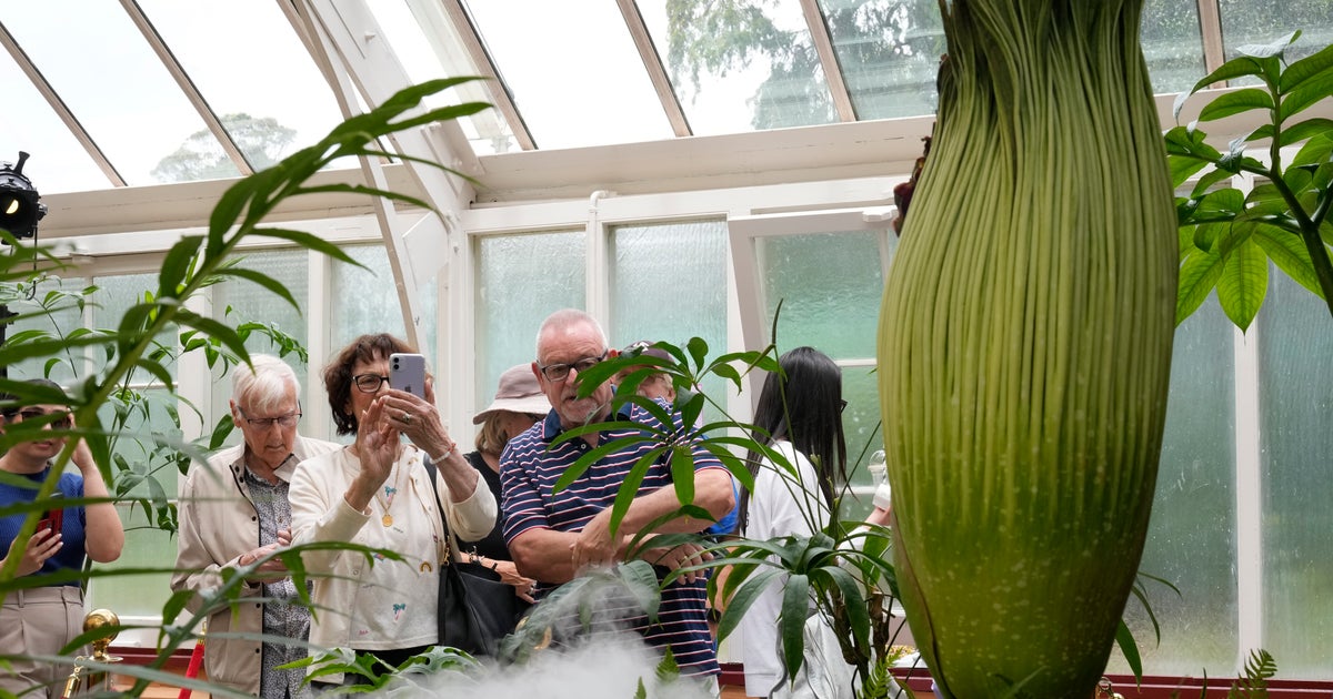 NextImg:Sydney's Stinky Corpse Flower Attracts Thousands Wanting A Whiff