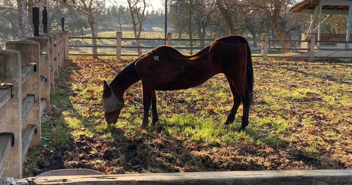NextImg:California Woman Arrested After Police Find 27 Dead Horses On Her Properties