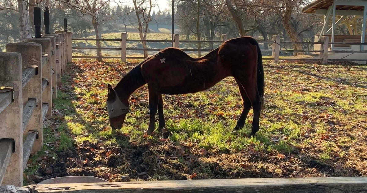 California Woman Arrested After Police Find 27 Dead Horses On Her Properties