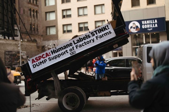 In this photo provided by PETA, a dump truck filled with frozen manure sits on a street outside the offices of the American Society for the Prevention of Cruelty to Animals, Thursday, Jan. 23, 2025, in New York. (PETA via AP)