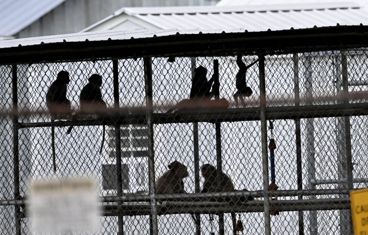 A view of the cages in the research facility where forty-three rhesus macaque monkeys escaped from in Yemassee, South Carolina, on November 8, 2024.