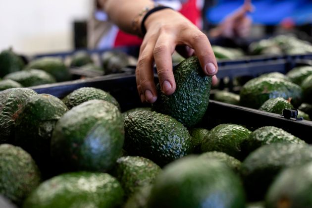 Hand reaching into avocadoes