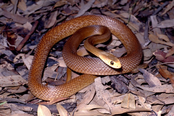 Φίδι Taipan «taipan της ενδοχώρας» ξεκουράζεται σε φυλλώματα.