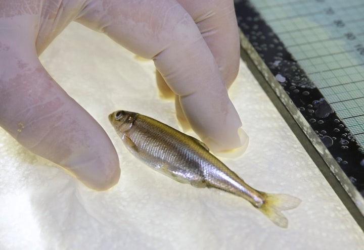 In this July 15, 2015, file photo, a delta smelt is shown at the University of California Davis Fish Conservation and Culture Lab in Byron, California. California regulators announced on March 31, 2020, a set of new rules on how much water can be taken from the state's largest rivers that run through the delta. The new rules have angered water agencies for limiting how much they can take, but have also angered environmental groups, who say the limits are not low enough to protect endangered species like the delta smelt.