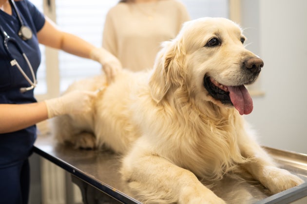 イメージ写真（記事中の犬とは別の犬です）