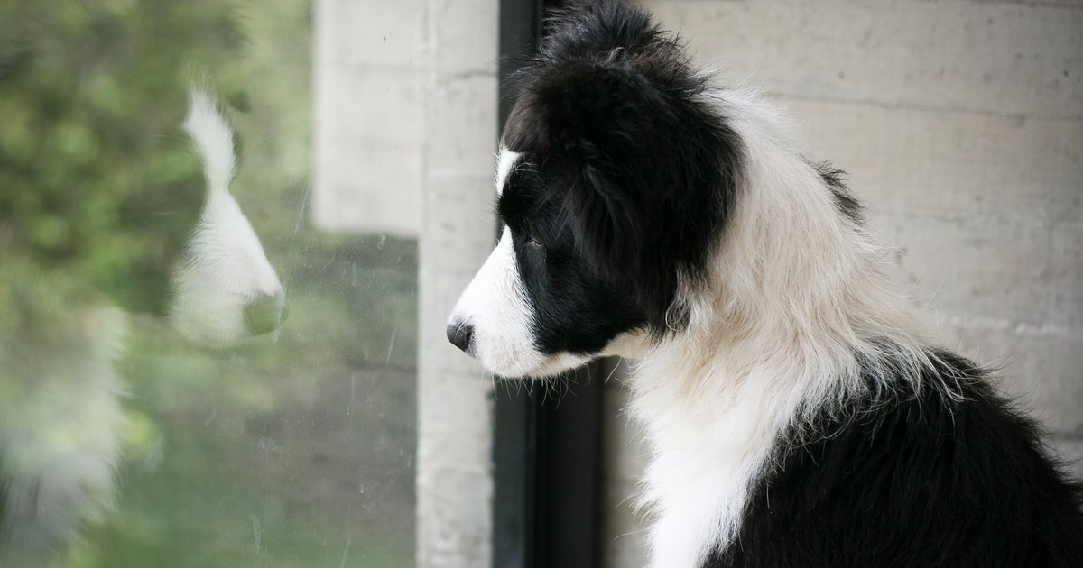 NextImg:Make Separation Anxiety Easier On Your Pet With These Behaviorist-Recommended Tools