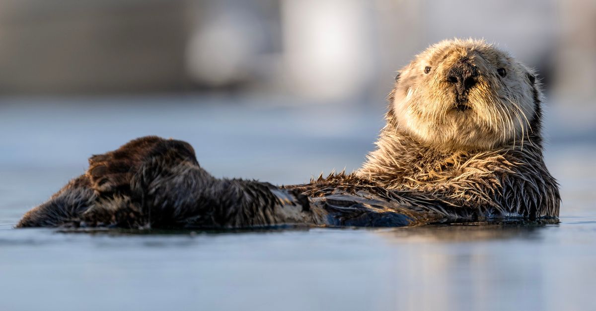 Sexually Frustrated Male Sea Otter Suspected In Local River Otter Killings