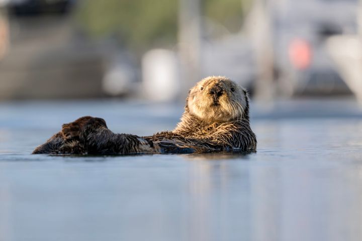 Not Ollie, but another sea otter fitting the general description.