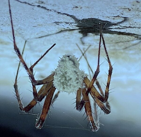 Ο μύκητας Gibellula attenboroughii σε αράχνη