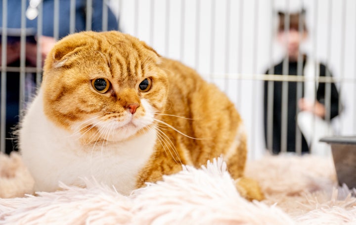 BIRMINGHAM, ΑΓΓΛΙΑ - 14 ΣΕΠΤΕΜΒΡΙΟΥ: Η Kredka, μια γάτα Scottish Fold, παρακολουθεί το The Cat Show Live στο NEC Arena στις 14 Σεπτεμβρίου 2024 στο Μπέρμιγχαμ της Αγγλίας. (Φωτογραφία: Shirlaine Forrest/Getty Images)