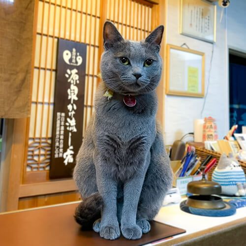 2位：「あずき」 / 長野県「野沢温泉 桐屋旅館」