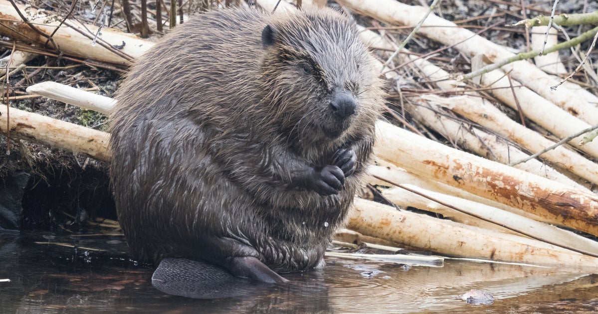 NextImg:Pricey Dam Project 7 Years In The Making Finished By Beavers For Free