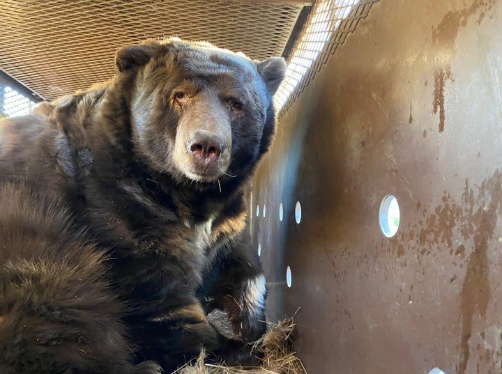 Beary, en route to his new home.