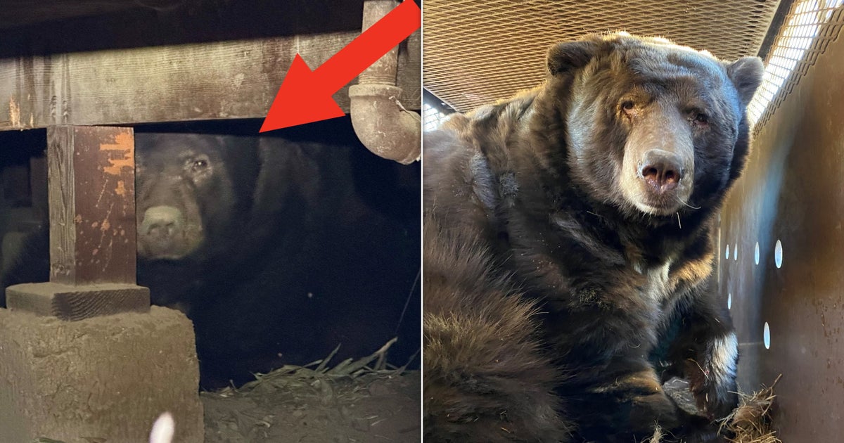 NextImg:Family Returning After Fleeing Fire Greeted By 525-Pound Bear Under House