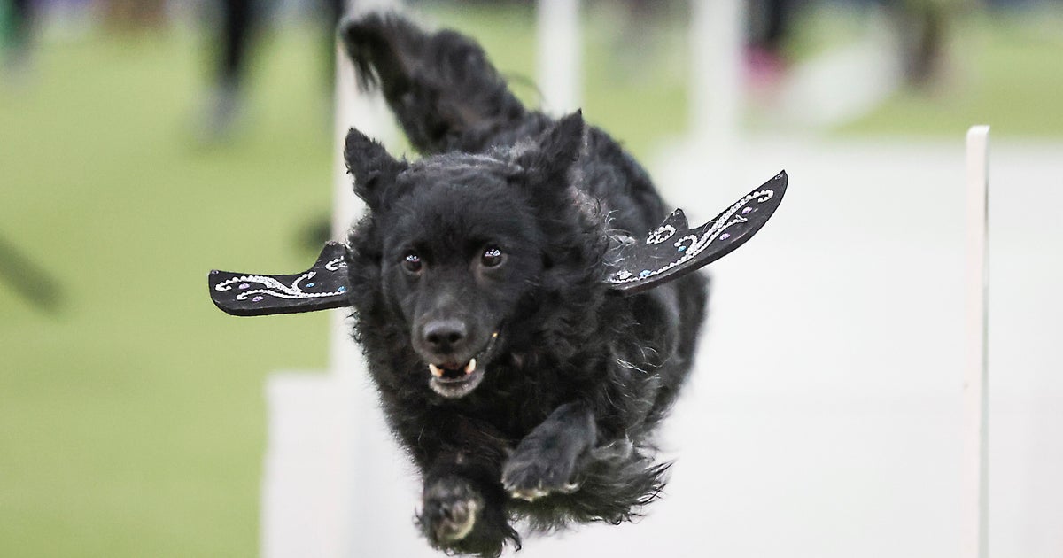NextImg:Westminster Dog Show's Canine Athletes Put Their Paws On Super Bowl Weekend