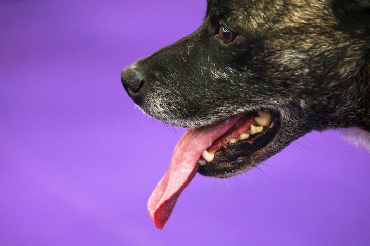 Champion, an All-American breed, sticks out his tongue at the 149th Westminster Kennel Club Dog show, Saturday, Feb. 8, 2025, in New York. (AP Photo/Heather Khalifa)