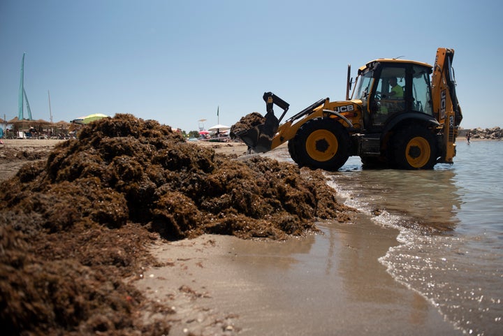 Estepona Town Hall cleaning staff remove the invasive algae, rugulopteryx okamurae, in July 2024.