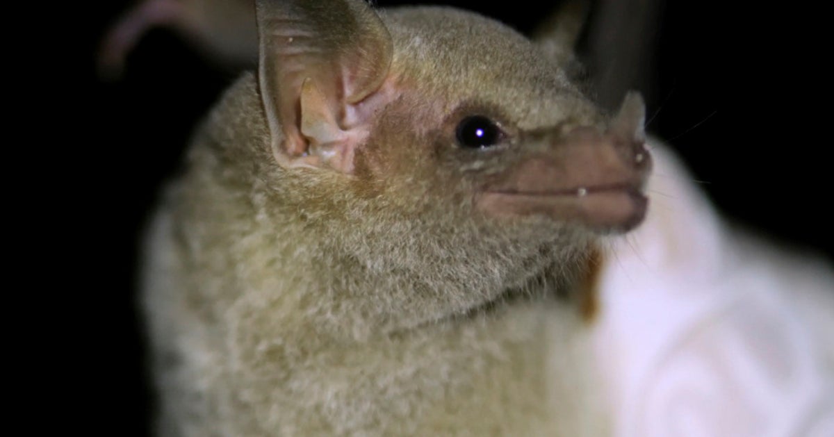 Mexican Long-Nosed Bats Now Being Spotted In Southeastern Arizona