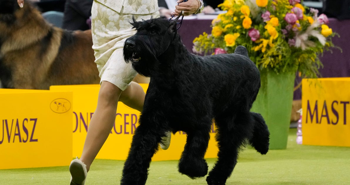 NextImg:A Giant Schnauzer Named Monty Has Won The Top Prize At The Westminster Kennel Club
