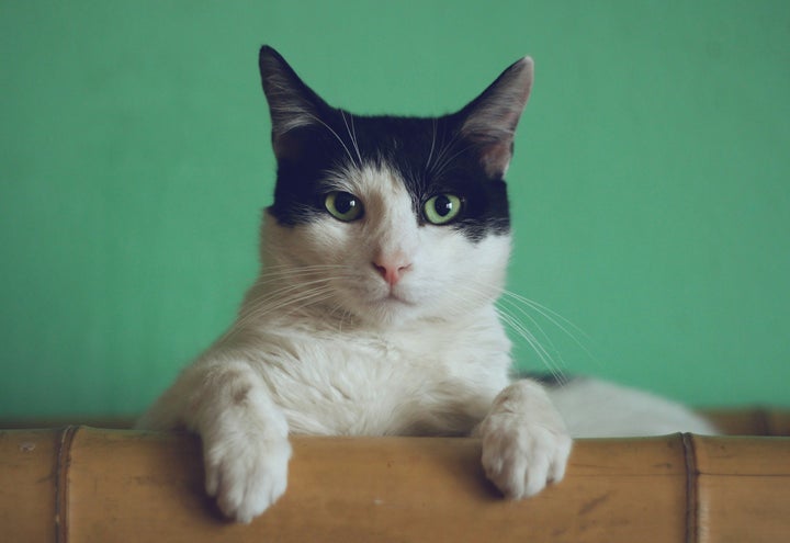 Is your cat terrorising neighbourhood birds? You might need to give them a curfew. 