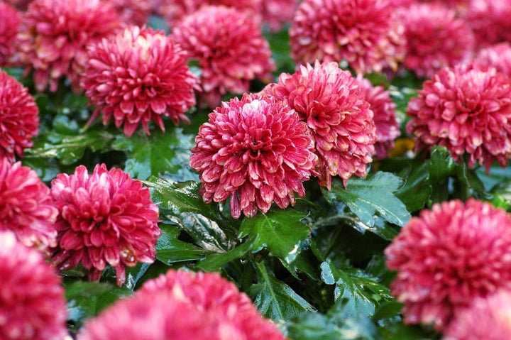 Red chrysanthemums.