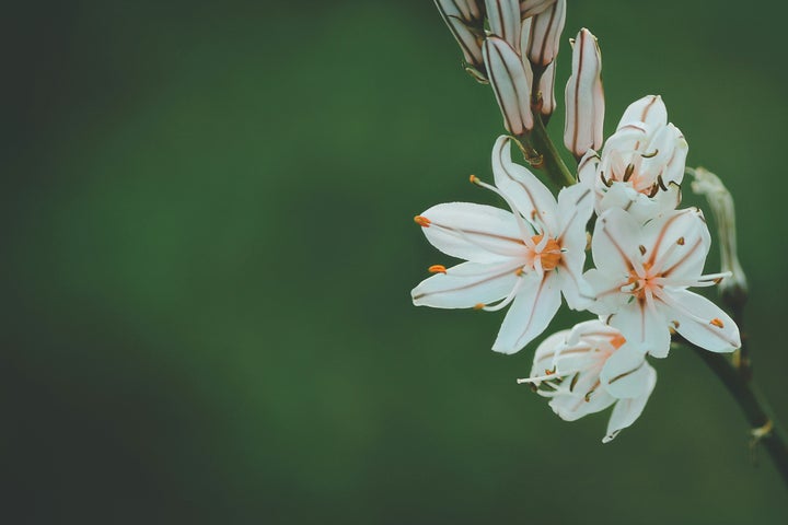 Galtonia in bloom.