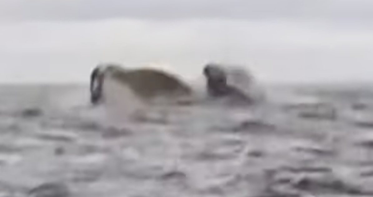 NextImg:Camera Films Humpback Whale Briefly Swallowing Kayaker Off Chilean Coast