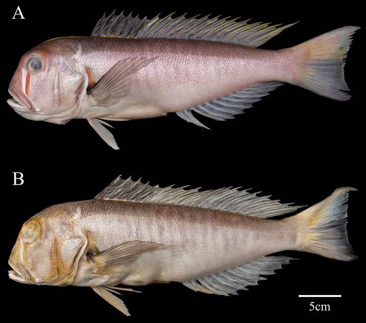 目の下の赤い模様の入った深海魚