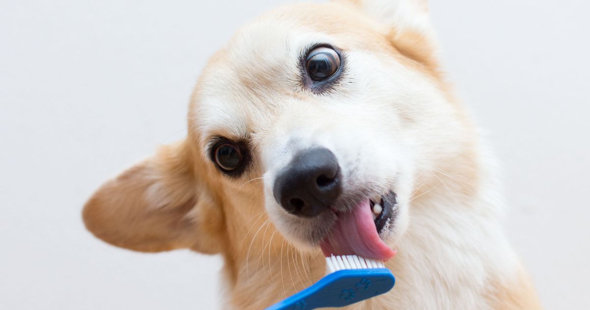 NextImg:Vets Deem This Dental Powder A Solid Alternative If Your Pet Won’t Let You Brush Their Teeth