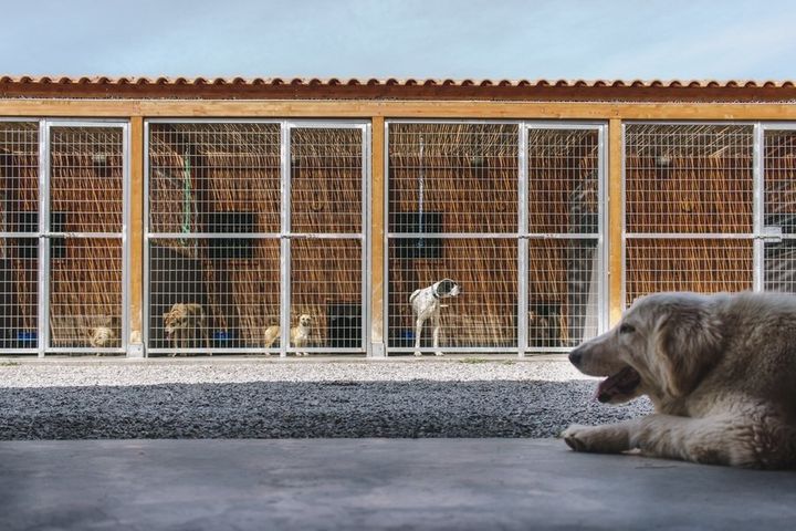 Tο καταφύγιο αδέσποτων ζώων της Save a Greek Stray